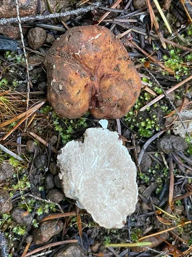 Tuber luomae