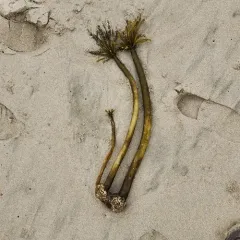 Sea Palm thumbnail 2