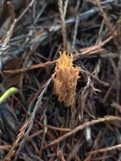 Phaeoclavulina myceliosa thumbnail 2