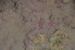 Thiohalocapsa halophila thumbnail 4