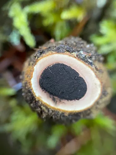 Elaphomyces borealis