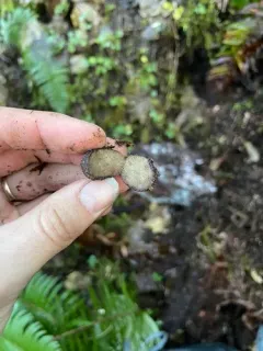 Rhizopogon hawkerae thumbnail 4