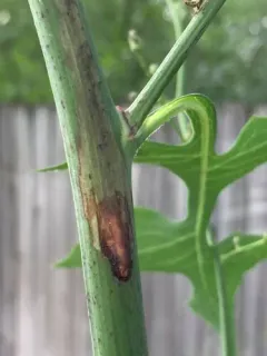 Ophiomyia vockerothi thumbnail 4