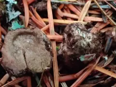 Rhizopogon parksii thumbnail 1