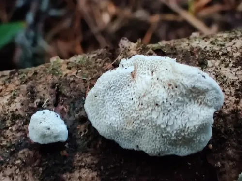 Delicate Spongepore