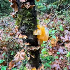 golden ear thumbnail 2