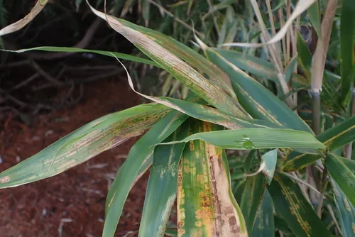 Bamboo Spider Mite
