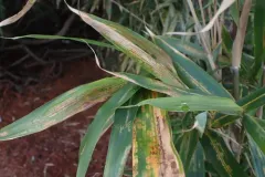 Bamboo Spider Mite thumbnail 1