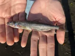 Longfin Smelt thumbnail 3