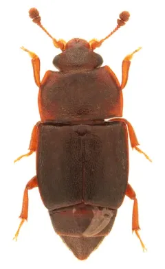 Carpophilus corticinus thumbnail 2