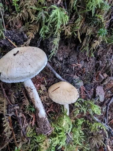Inocybe kauffmanii