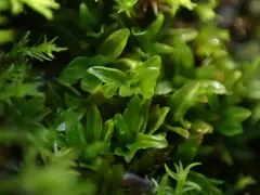 Tortula bolanderi thumbnail 2