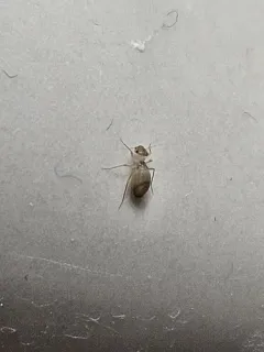 Psyllipsocus ramburii thumbnail 2