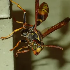 Western Paper Wasp thumbnail 3