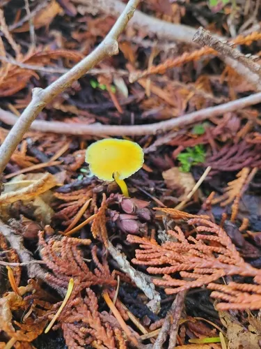 hourglass waxcap