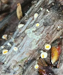 Capitotricha bicolor thumbnail 4