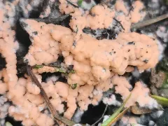 Pyronema domesticum thumbnail 3