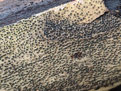 Paraeutypella vitis