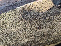 Paraeutypella vitis thumbnail 1