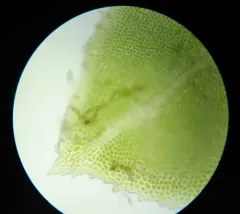 Rock Pocket-moss thumbnail 1