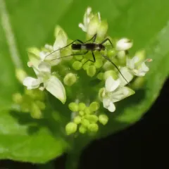 Chasmatonotus maculipennis thumbnail 4