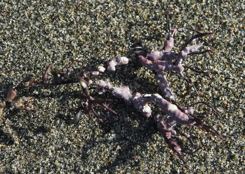Melobesia marginata