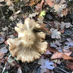 Entoloma lividoalbum thumbnail 2
