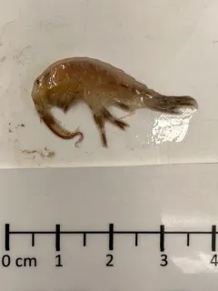 Gammarus wilkitzkii thumbnail 3