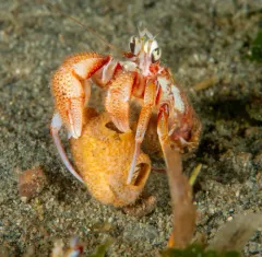 Armed Hermit Crab thumbnail 4
