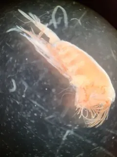 Paraeuchaeta norvegica thumbnail 1
