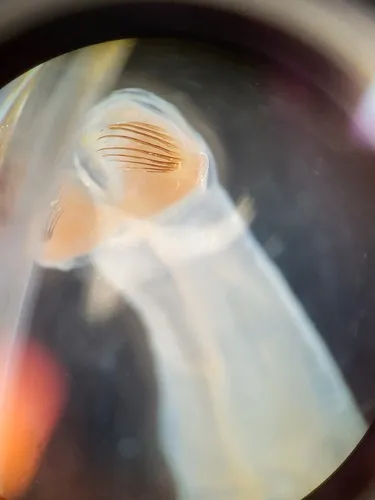 Pseudosagitta maxima