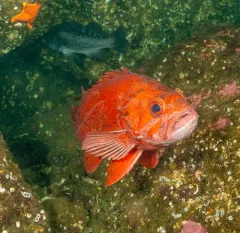 Vermilion Rockfish thumbnail 1