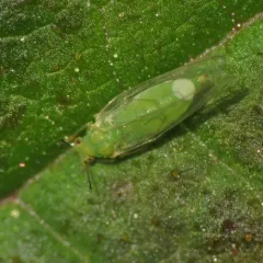 Trioza albifrons thumbnail 3