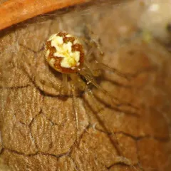 Theridion varians thumbnail 3