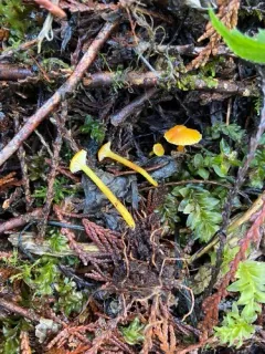 hourglass waxcap thumbnail 2