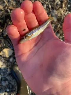 Suckermouth Minnow thumbnail 1