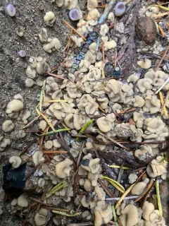 Ascorhizoctonia praecox thumbnail 2
