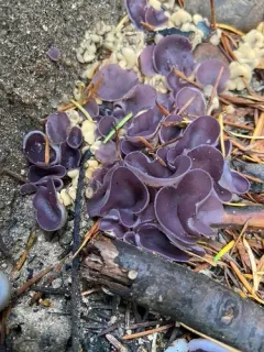 Geoscypha tenacella thumbnail 2