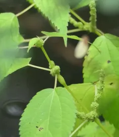 Boehmeria stem gall midge thumbnail 4