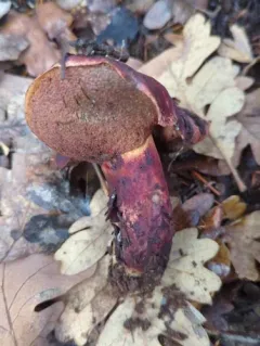 Liver Bolete thumbnail 4