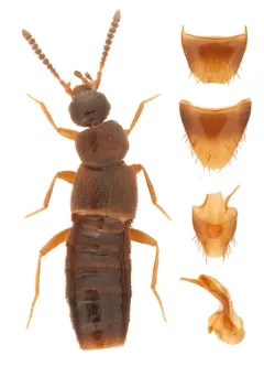 Distended Minute Rove Beetle thumbnail 2