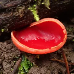 Scarlet Cup thumbnail 2