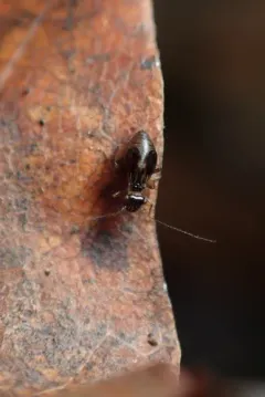 Propsocus pulchripennis thumbnail 3