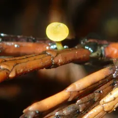 Chloroscypha alutipes thumbnail 3