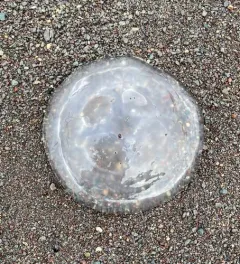 Common Moon Jelly thumbnail 3
