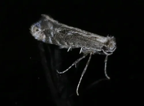 Parornix arbutifoliella