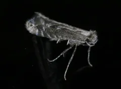 Parornix arbutifoliella thumbnail 1
