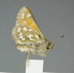 Nevada Skipper thumbnail 4