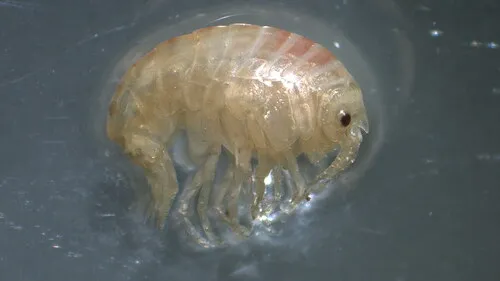 Acanthonotozoma inflatum
