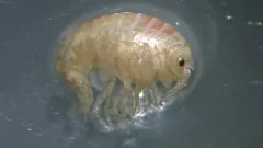 Acanthonotozoma inflatum thumbnail 1